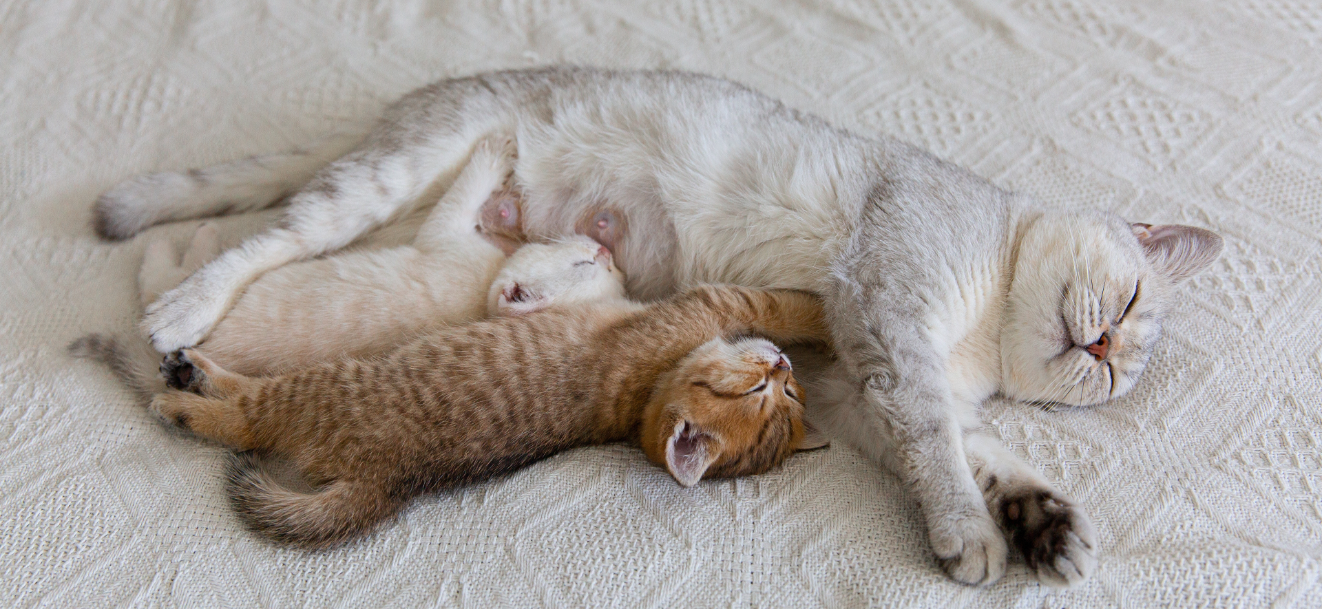 hasta que edad crecen los gatos de tamaño
